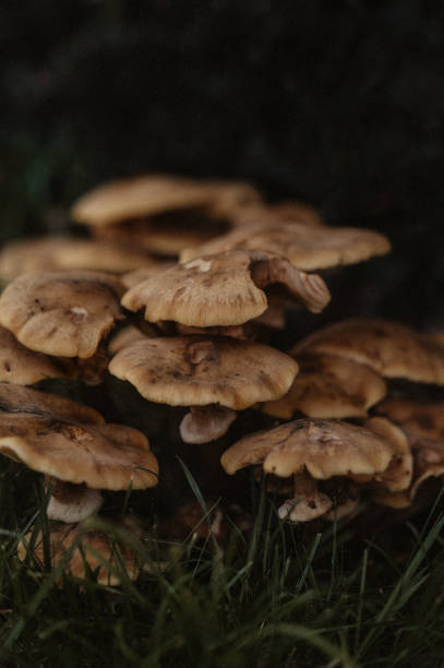 istock mushrooms in the forest 2173668625