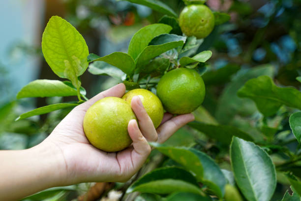 istock Hand picking lime from garden plots to use in Thai cooking. Soft and selective focus. 2173668803