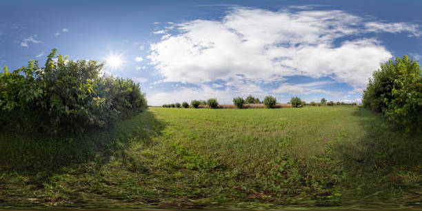 360 photo VR of some mulberry trees in the country in autumn