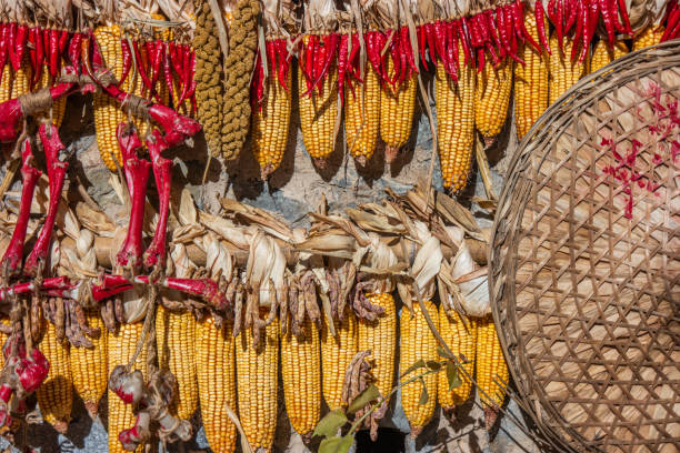 Mature corn cob in chinese village