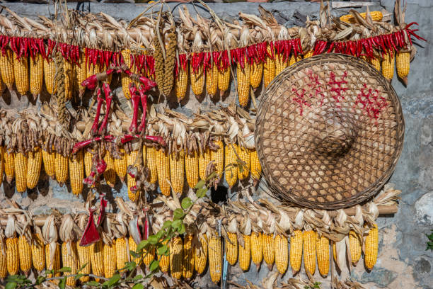 Mature corn cob in chinese village