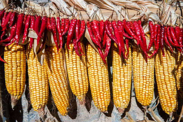 Dried red peppers hanging on rope for seasoning