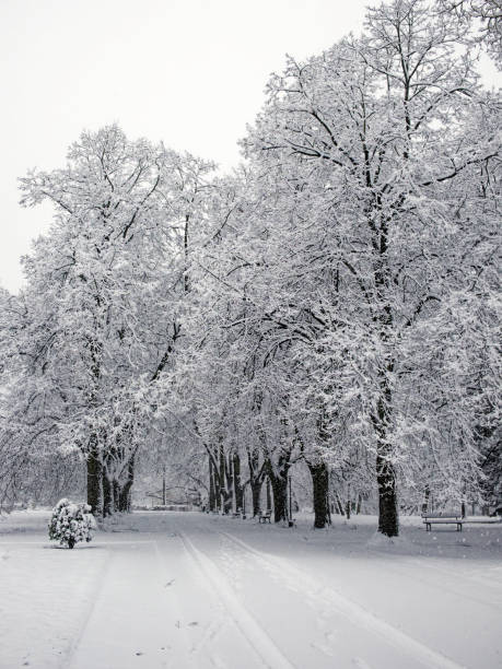 Snow covered trees. Winter landscape, snowy blizzard.