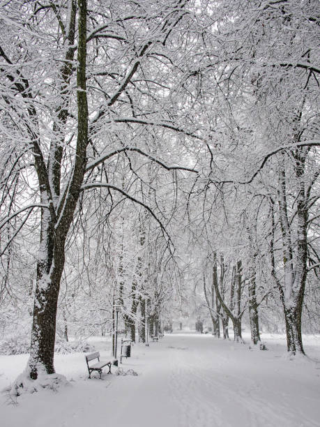istock Snow-covered park bench near a tree, winter landscape. Snowfall. 2173671905