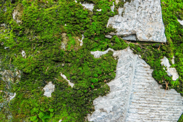 Close up of moss growing between cracks in concrete