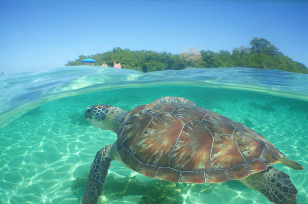 istock a sea turtle on a reef in the caribbean sea 2173675491