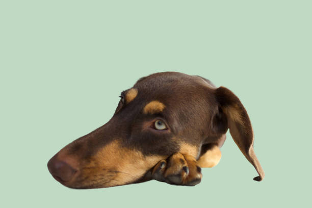 istock Head of a lonely dog. 2173677321