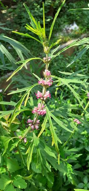 istock Leonurus sibiricus Flowering Plant on Green Leaves Background 2173677367