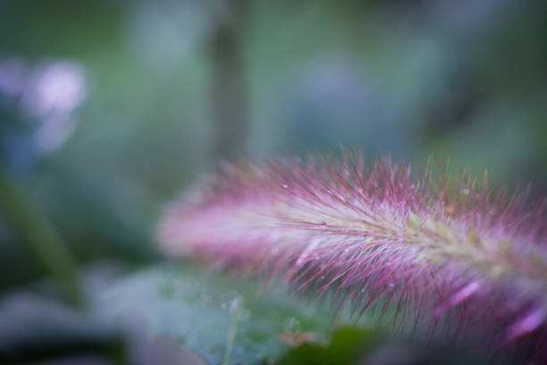 A close-up photo of a feathery pink grass stalk with dew drops hanging from the tips. The background is blurred, with hints of green and blue.