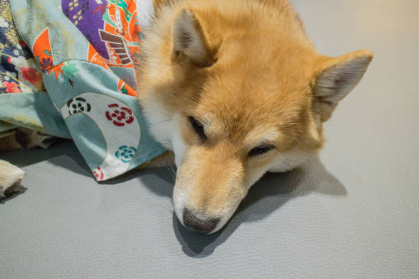 Shiba dog relaxing in room