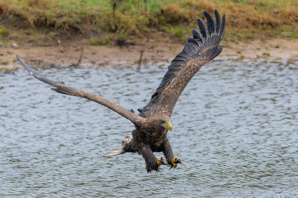 istock White Tailed Eagle fishing in a lake 2173681338
