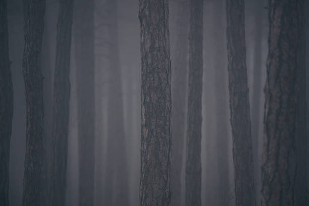 Foggy day in the forest, Alishan mountain, Taiwan