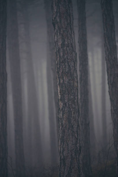 This captivating photograph showcases towering trees silhouetted against a misty sky, creating an ethereal and serene atmosphere. The haze envelops the forest canopy, giving the landscape a mysterious allure. Ideal for use in themes of tranquility, nature's beauty, and wilderness, this image captures the essence of a calm, untouched forest environment.