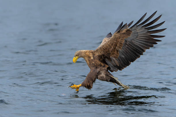 istock White Tailed Eagle  fishing in the delta of the river Oder in Poland 2173681950