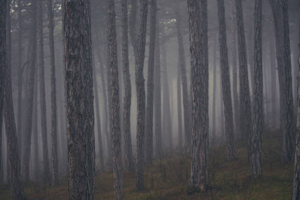 misty autumn forest in the morning