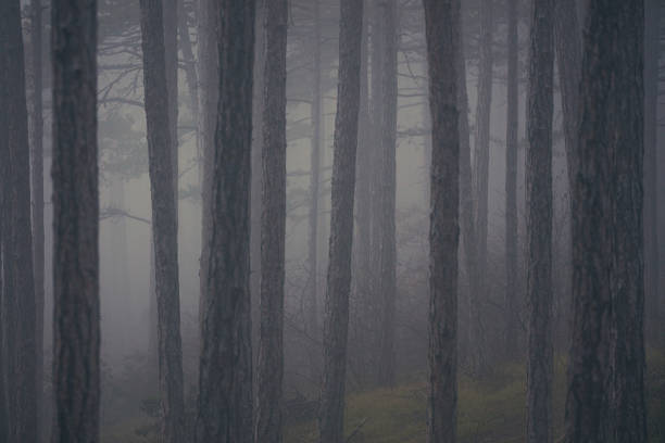 misty autumn forest in the morning