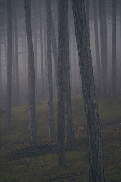 misty autumn forest in the morning