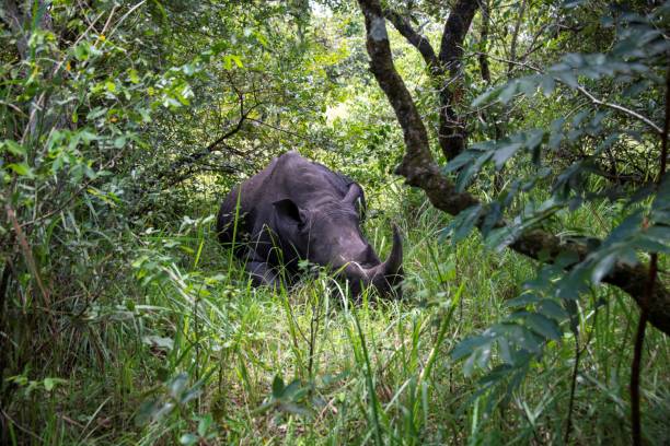istock White Rhinoceros resting in the shade 2173684046