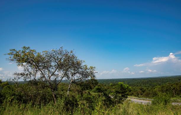 istock Savannah land in north Uganda 2173684422