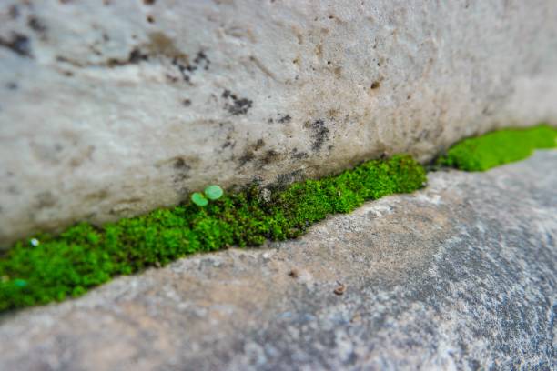 Small plants growing between the cracks of the marble floor