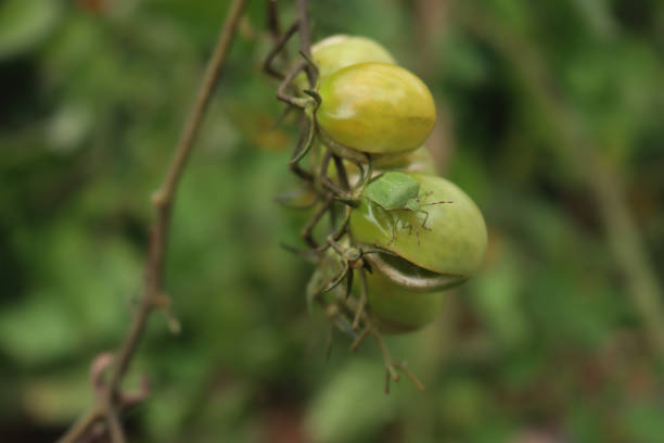Green shield bug on a green unripe Cherry tomato in the vegetable garden. Nezara viridula insect on damaged cultivation