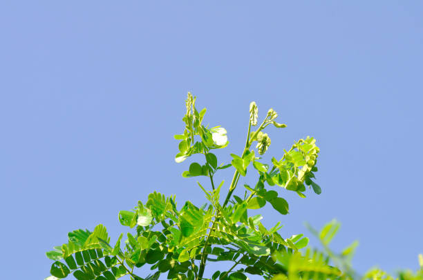 istock Rain tree or Samanea saman, LEGUMINOSAE MIMOSOIDEAE 2173687165