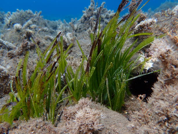 istock Neptune grass or Mediterranean tapeweed (Posidonia oceanica) undersea 2173690048