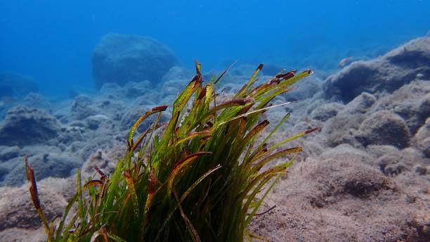 istock Neptune grass or Mediterranean tapeweed (Posidonia oceanica) undersea 2173690059