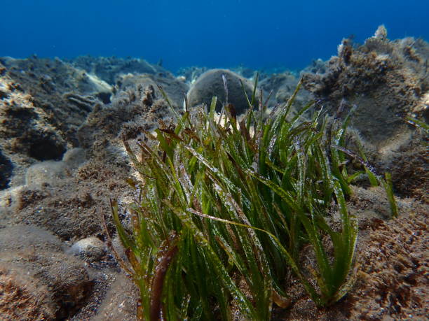 istock Neptune grass or Mediterranean tapeweed (Posidonia oceanica) undersea 2173690075