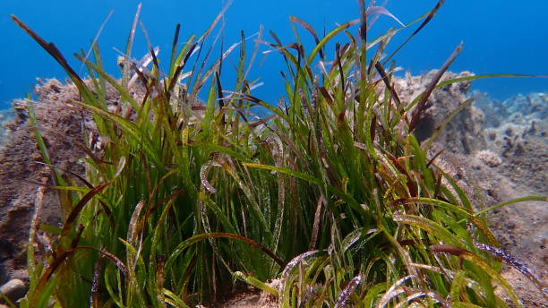 istock Neptune grass or Mediterranean tapeweed (Posidonia oceanica) undersea 2173690079