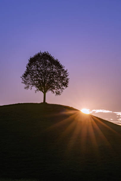 istock Single tree on the hill top with down sun burst against colorful sky 2173690757