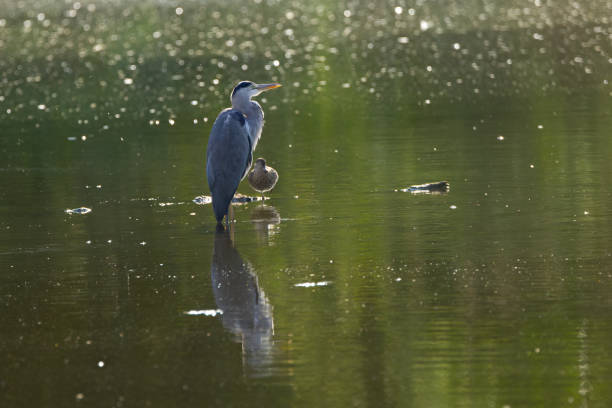 istock Grey heron in its habitat, grey heron in the setting sun, heron at sunset, duck next to grey heron at sunset, water birds in the pond, reflection of water birds on the lake 2173691200