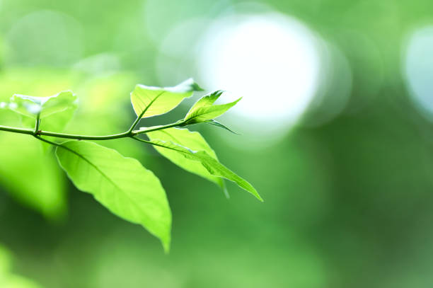 Green leaves background. Selective and soft focus. Copy space.