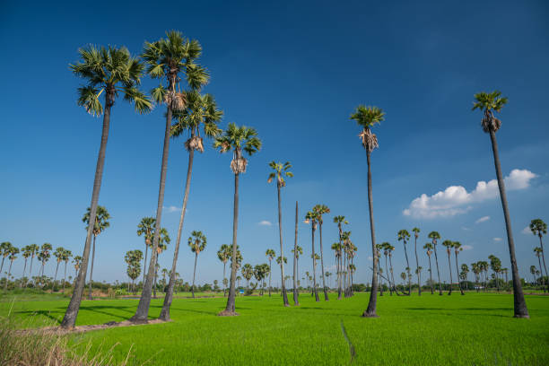Beautiful view of palm trees in green rice fields with blue sky in the background.