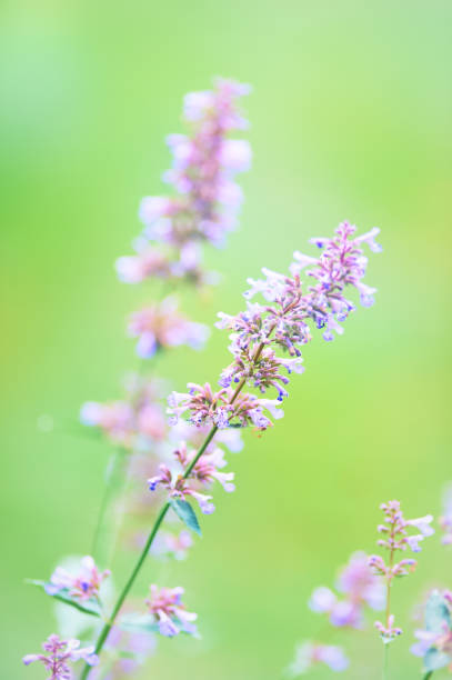 istock Nature background with spring flowers. Selective and soft focus. Close up. 2173691785