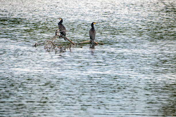 Zwei Kormorane,,Phalacrocorax carbo