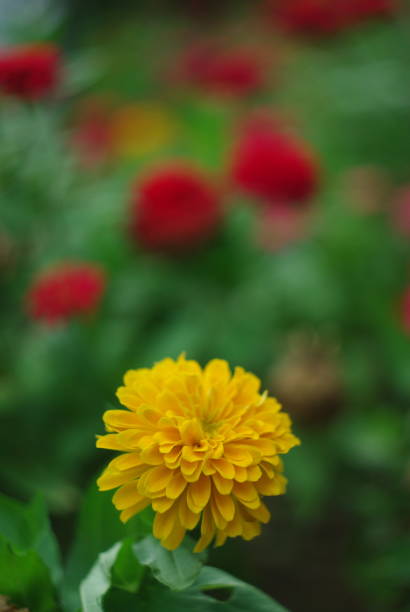 Zinnia, 백일홍, crape myrtle