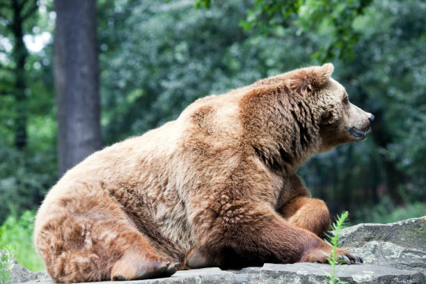 A young grizzly bear at the zoo (ursus arctos sp.)