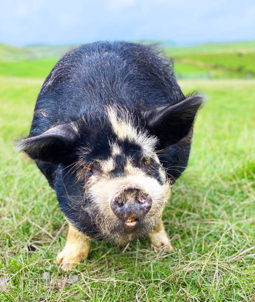 istock Big hairy pig looking to the camera 2173702750