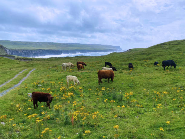 istock Cows grazing in a green field 2173702752