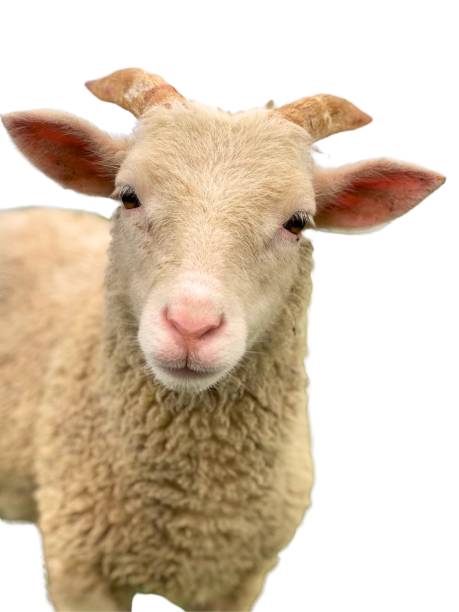 istock Young baby goat with small horns 2173702820