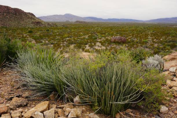 istock Black Gap view at Big Bend National Park Texas 2173704410