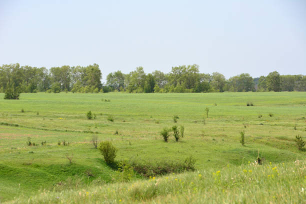 istock a green field with trees bushes in the background 2173704917