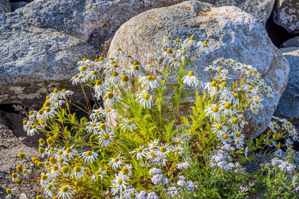 Arctic chamomile growing on a street corner in a small city in Qaqortoq formerly known as Julianehåb, Greenland which is a part of Denmark