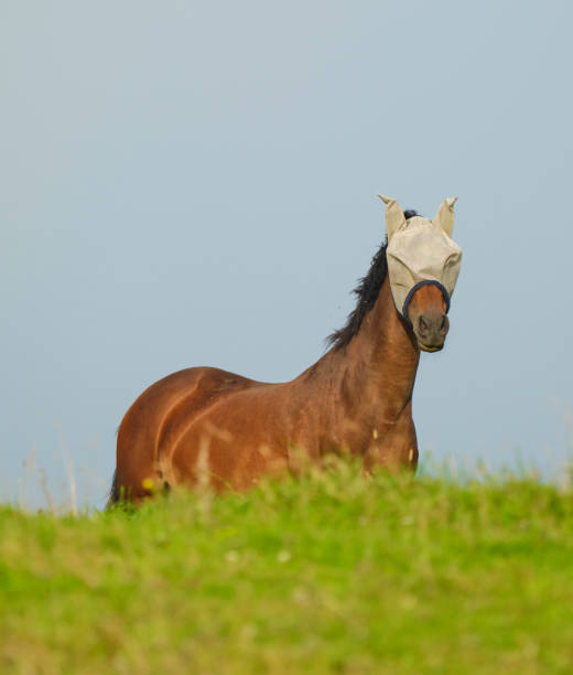 A portrait of a chestnut arabian horse, galopping in a green field