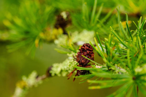 Tiny brown pine cones grow together with green needles and a moss on the same pine twig