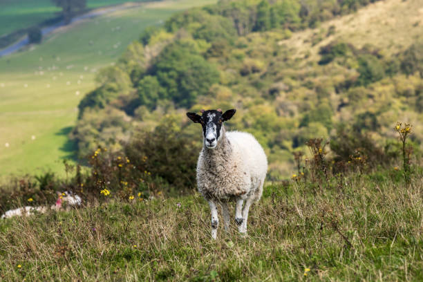 istock A sheep standing on a South Downs hillside, on a sunny September day 2173712177