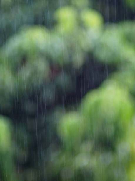 istock rainning drop on green fresh leafes and blur background 2173713138