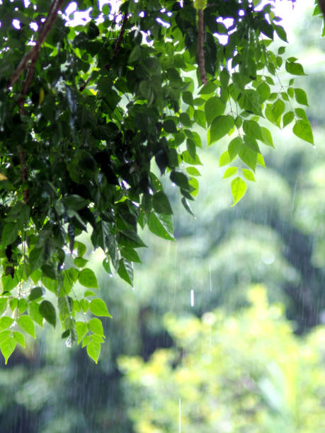 istock rainning drop on green fresh leafes and blur background 2173713158
