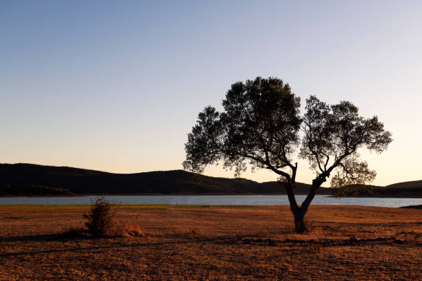 istock tree at twilight growing on coast near river 2173713675